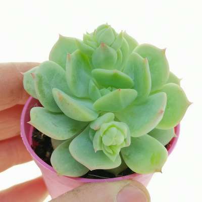 Echeveria derenbergii 'Captain Hay'