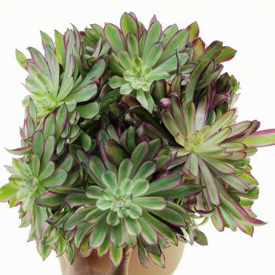 Aeonium 'Mardi Gras'