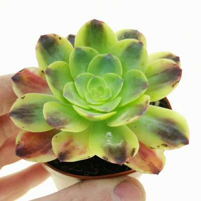Aeonium 'Superbang'