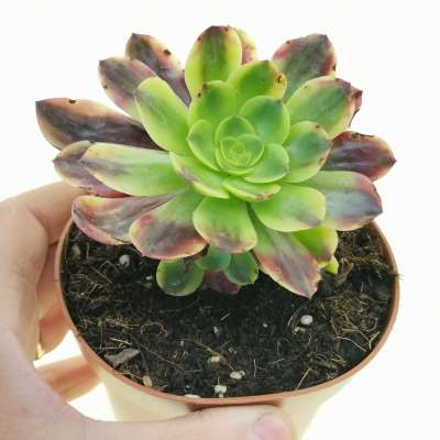 Aeonium 'Superbang'