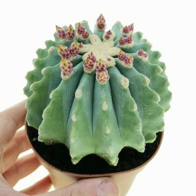 Ferocactus glaucescens f. inermis