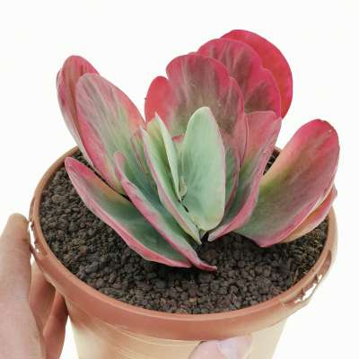 Kalanchoe luciae cv. Fantastic