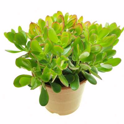 Crassula ovata 'Hummel's Sunset'