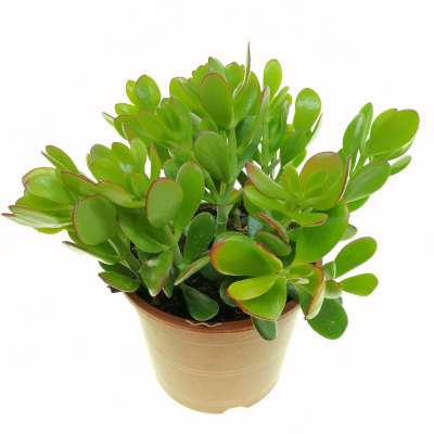 Crassula ovata