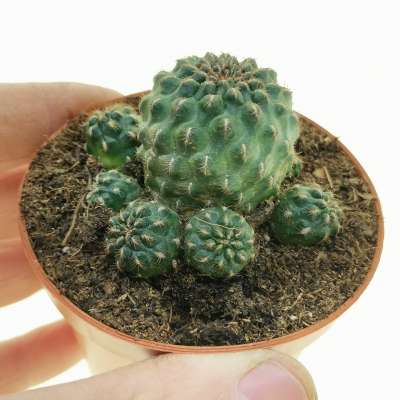 Sulcorebutia pasopayana