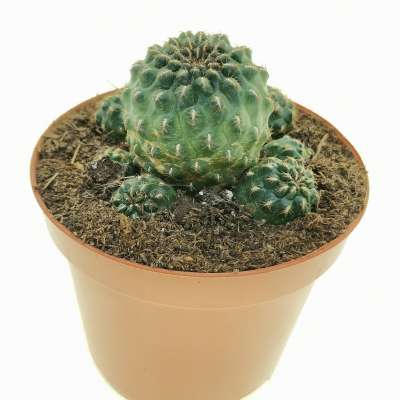 Sulcorebutia pasopayana - Giromagi