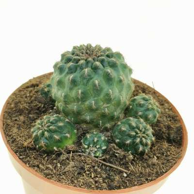 Sulcorebutia pasopayana - Giromagi