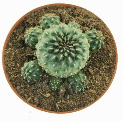 Sulcorebutia pasopayana - Giromagi