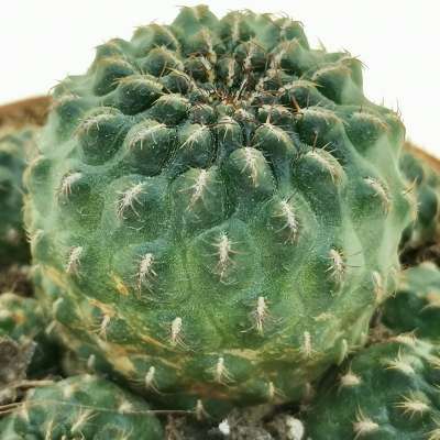 Sulcorebutia pasopayana - Giromagi