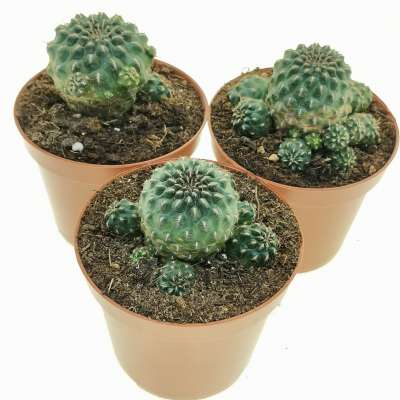 Sulcorebutia pasopayana - Giromagi