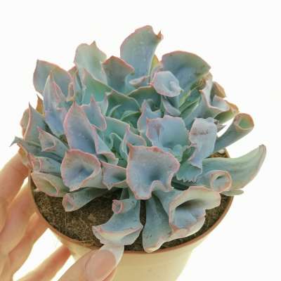 Echeveria 'Trumpet pinky'
