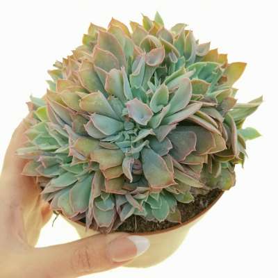 Echeveria 'Trumpet pinky' f. crestata
