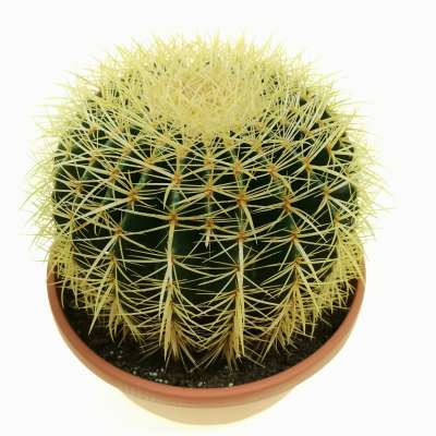 Echinocactus grusonii (Cuscino della suocera)