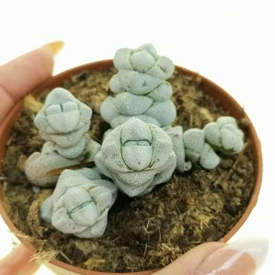 Crassula deceptor