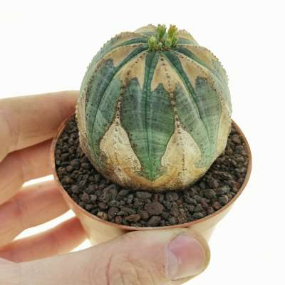 Euphorbia obesa (V-type rare form)