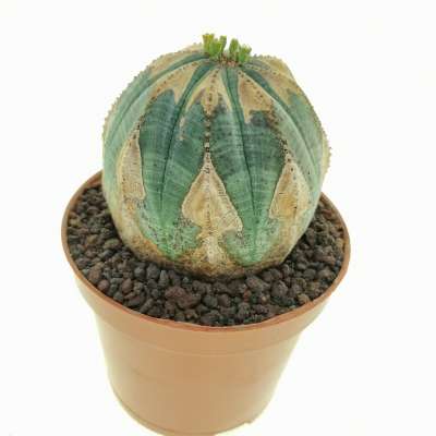 Euphorbia obesa (V-type rare form) - Giromagi