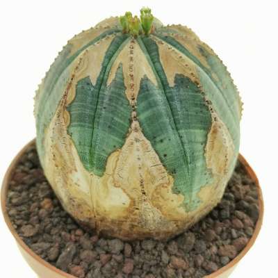 Euphorbia obesa (V-type rare form) - Giromagi