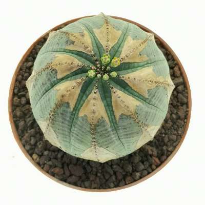 Euphorbia obesa (V-type rare form) - Giromagi