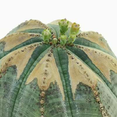Euphorbia obesa (V-type rare form) - Giromagi