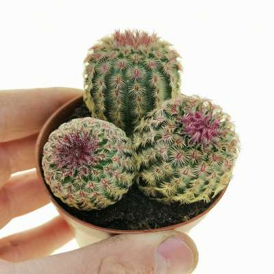 Echinocereus rigidissimus subs. rubispinus