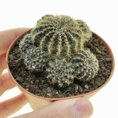 Lobivia densispina