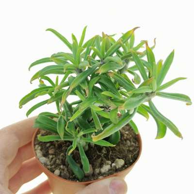Tylecodon grandiflorus