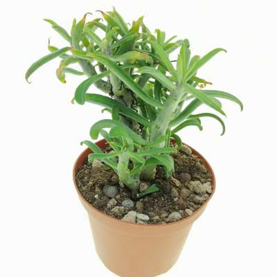 Tylecodon grandiflorus - Giromagi