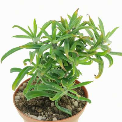 Tylecodon grandiflorus - Giromagi