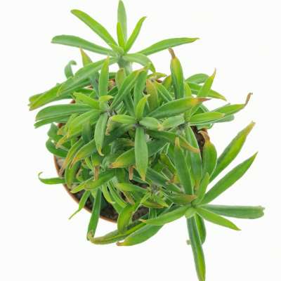 Tylecodon grandiflorus - Giromagi