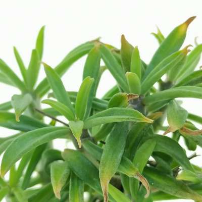 Tylecodon grandiflorus - Giromagi