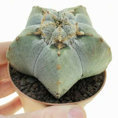 Astrophytum myriostigma f. mostruosa