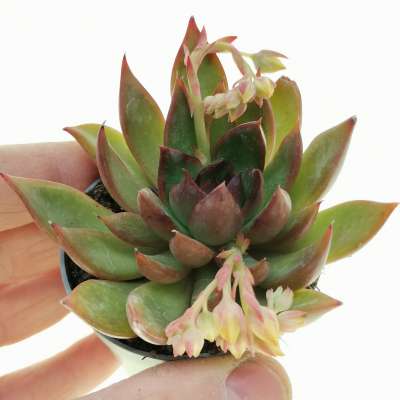 Echeveria agavoides 'Victor reiter'