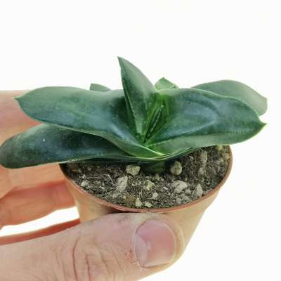 Gasteria armstrongii
