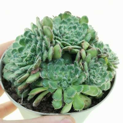 Echeveria setosa var. ciliata