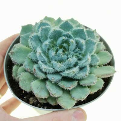 Echeveria setosa var. minor