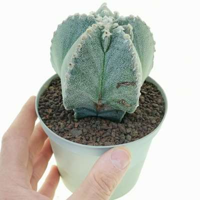 Astrophytum myriostigma cv. Irregular ribs