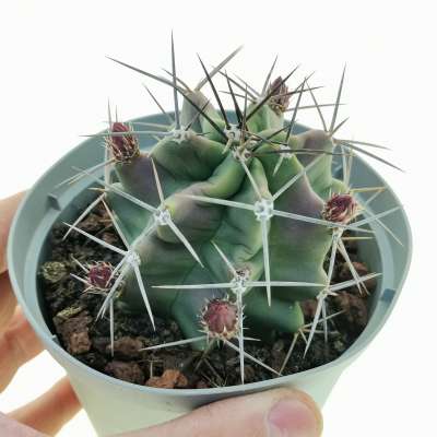 Echinocereus triglochidiatus