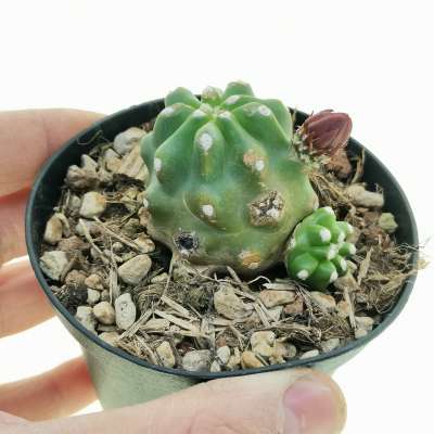 Echinocereus triglochidiatus var. mojavensis f. inermis