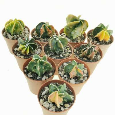 Astrophytum myriostigma cv. Fukuryu (type B) nudum f. variegata 10 pcs