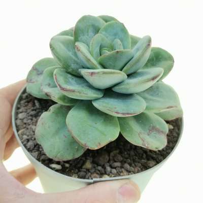 Echeveria 'Nubia'