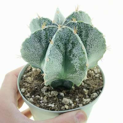 Astrophytum ornatum