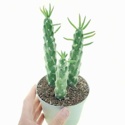 Opuntia subulata