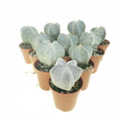Astrophytum myriostigma cv. Onzuka 10 pcs.