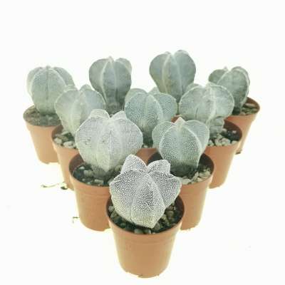Astrophytum myriostigma cv. Onzuka 10 pcs. - Giromagi