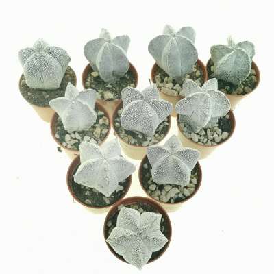 Astrophytum myriostigma cv. Onzuka 10 pcs. - Giromagi