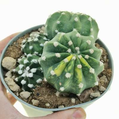 Echinopsis subdenudata f. variegata