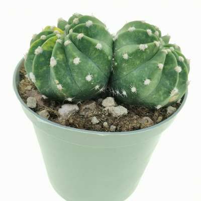 Echinopsis subdenudata f. variegata - Giromagi