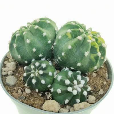 Echinopsis subdenudata f. variegata - Giromagi