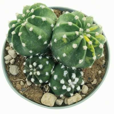 Echinopsis subdenudata f. variegata - Giromagi