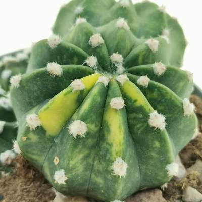 Echinopsis subdenudata f. variegata - Giromagi